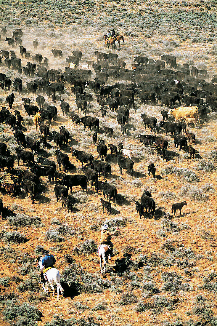 Cattle drive. Wyoming. USA
