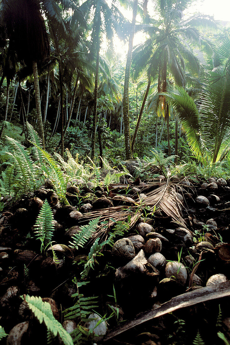 Abandoned plantation. Taipi Vai Valley. Nuku Hiva. Marquesas. French Polynesia