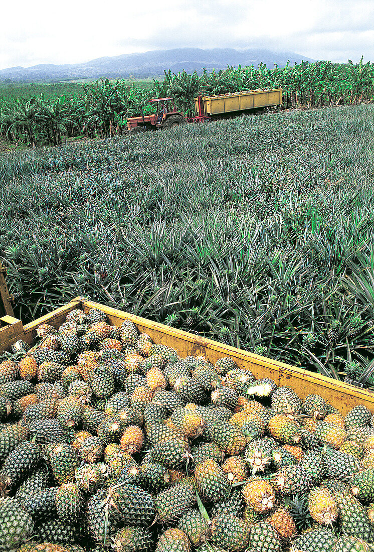 Collecting ananas. Department of Guadeloupe. France