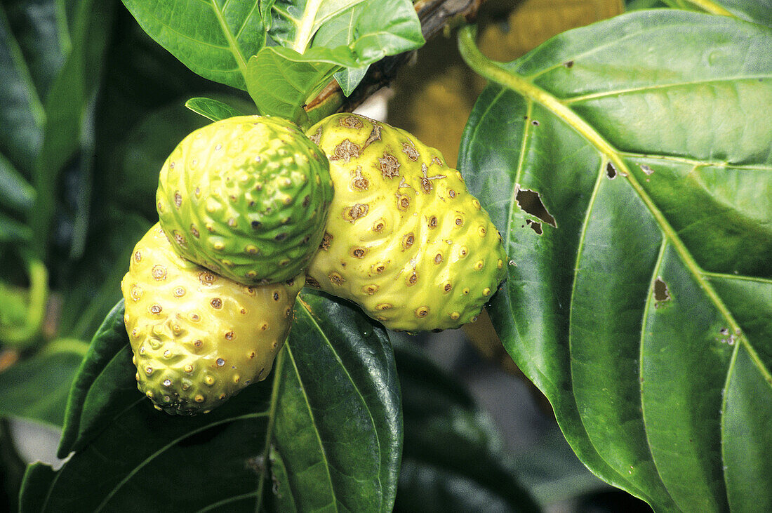 Noni fruits ((Morinda citrifolia). Marquesas