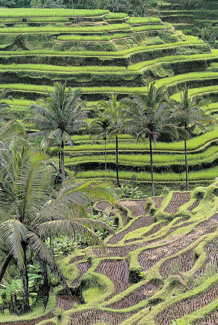 Rice fields near Ubud. Bali. Indonesia