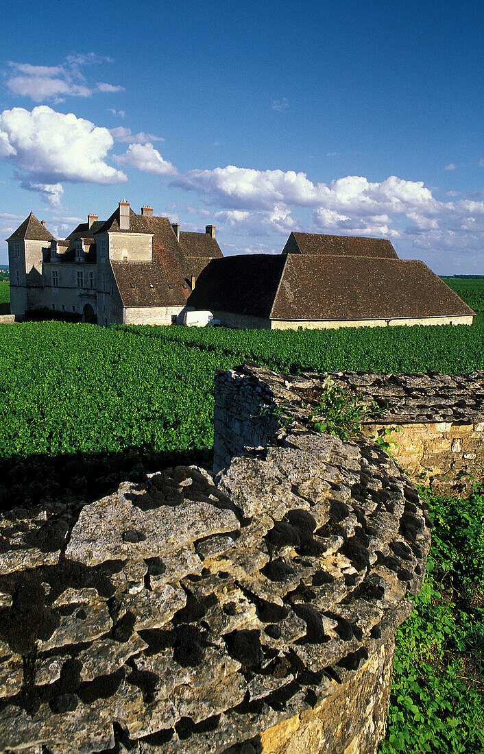 Clos Vougeot Castle and vineryards. Burgundy. France