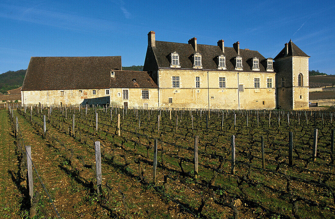 Clos Vougeot Castle and vineryards in winter. Burgundy. France