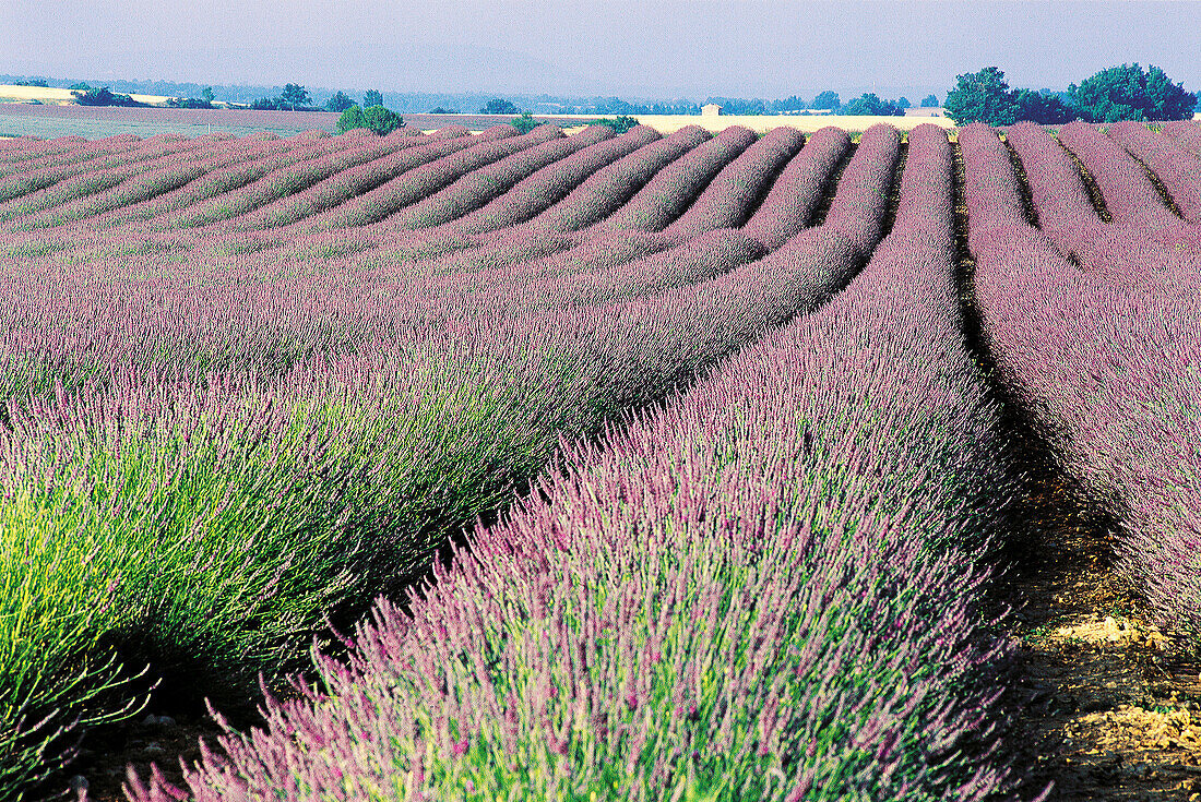 Lavender fields. Valensole plateau. Provence. France