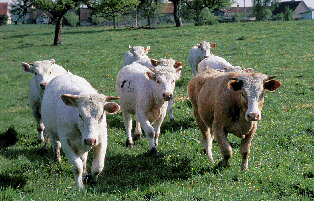 Cows. Normandie. France