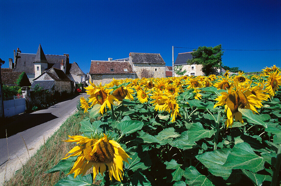 Country village among blossoming sunflowers fields. Touraine. France