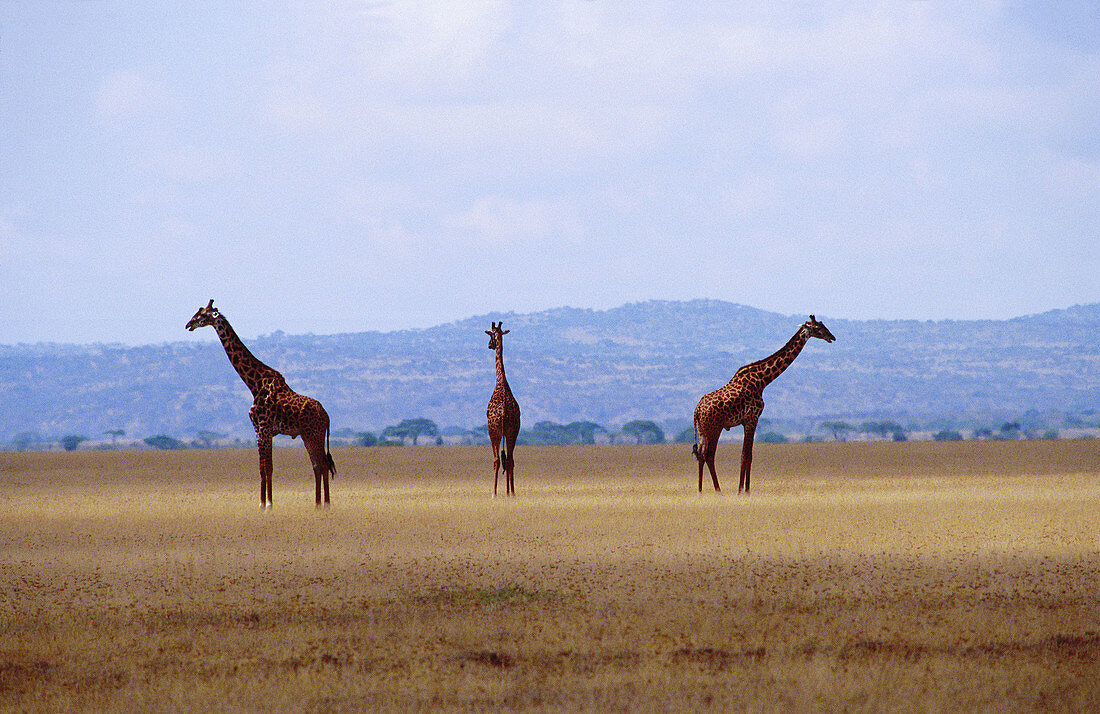 Giraffes (Giraffa camelopardalis). Serengeti National Park. Tanzania