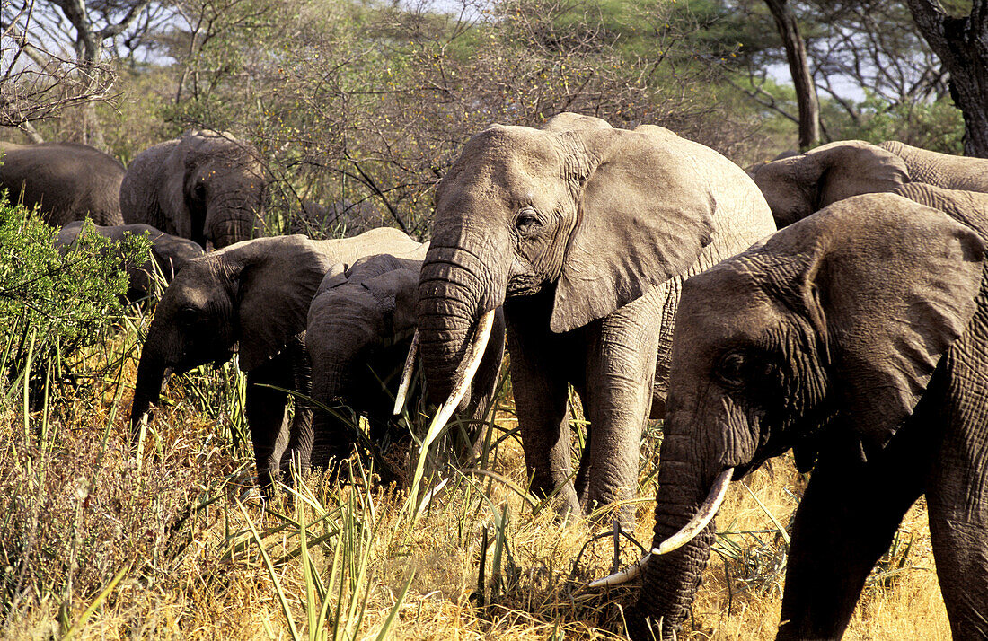 Herd of African Elephants (Loxodonta africana). Serengeti National Park. Tanzania