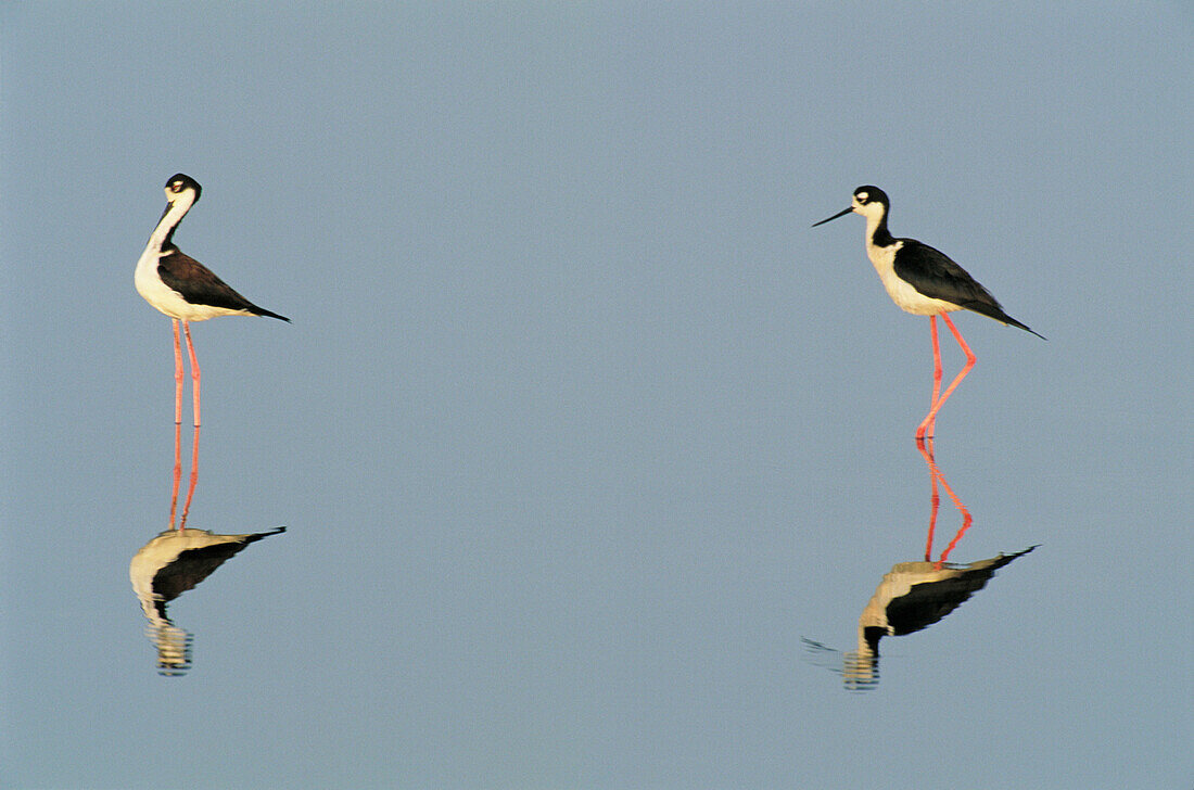 Black-necked Stilts (Himantopus mexicanus). Merritt Island National Wildlife Refuge. Florida. USA