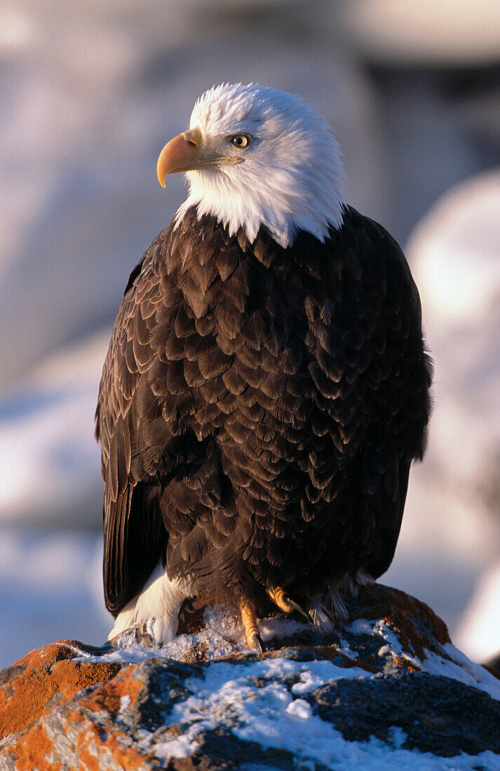 Bald Eagle (Haliaetus leucocephalus). Homer. Alaska. USA