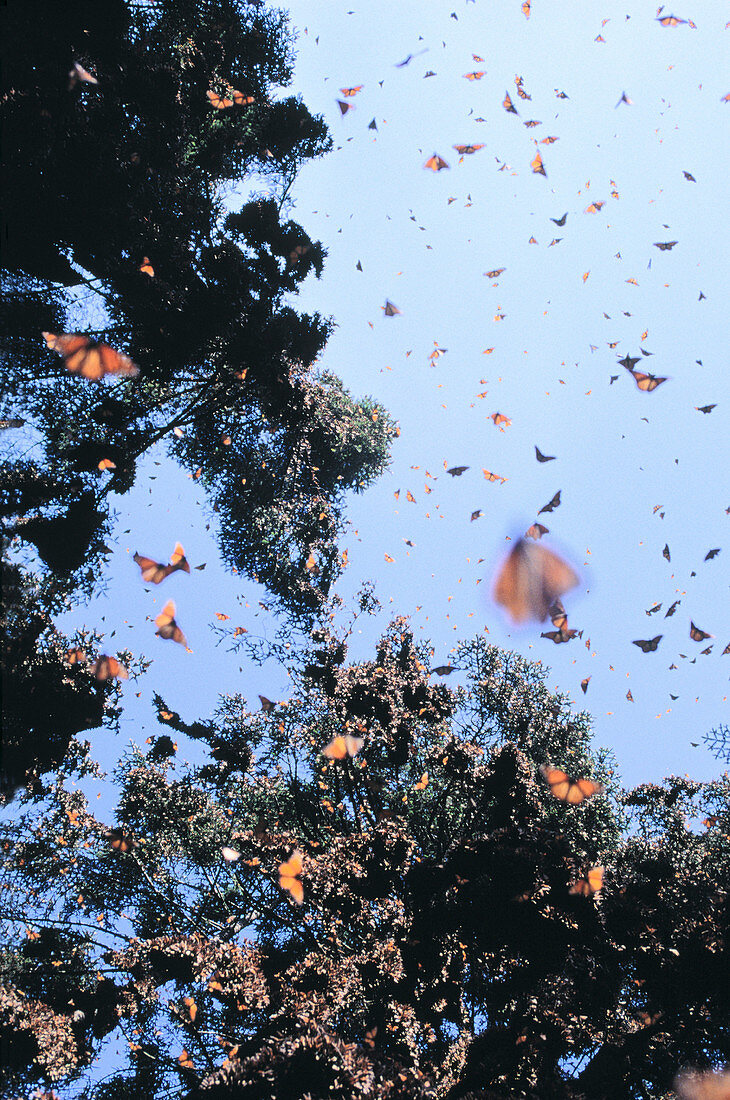 Monarch Butterflies (Danaus plexippus). El Rosario Butterfly Reserve. Michoacan. Mexico