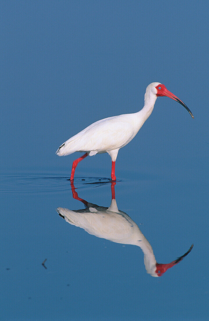 White Ibis (Eudocimus albus). Merritt Island National Wildlife Refuge. Florida. USA