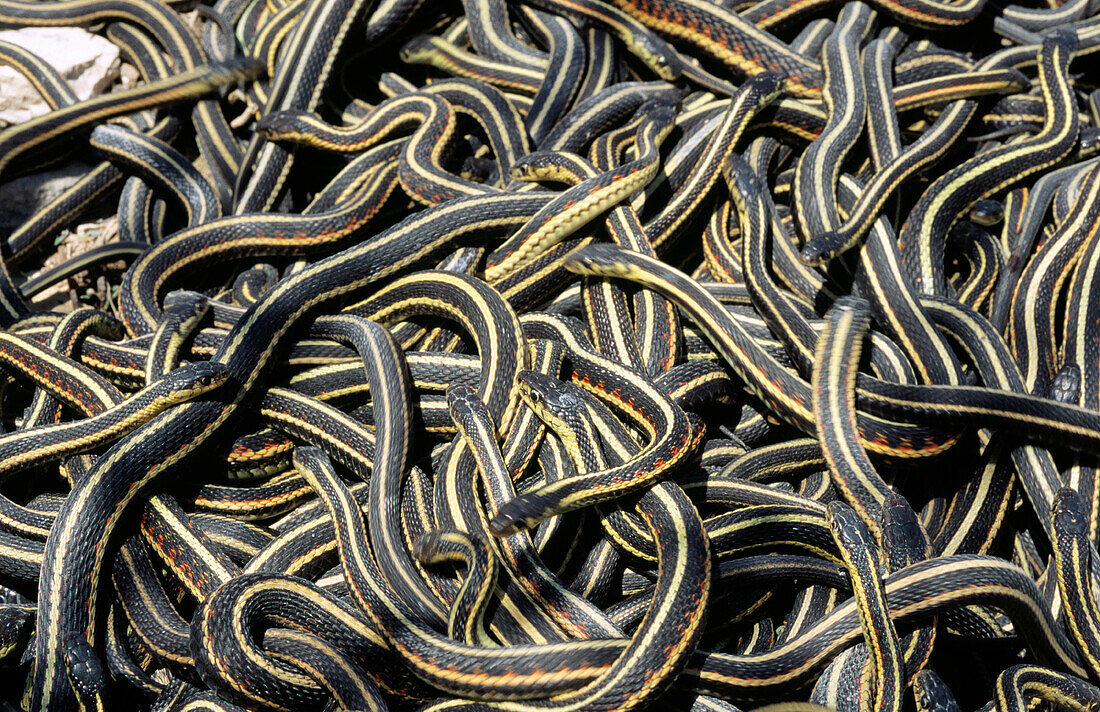 Red-sided Garter Snakes (Thamnophis sirtalis parietalis). Manitoba. Canada