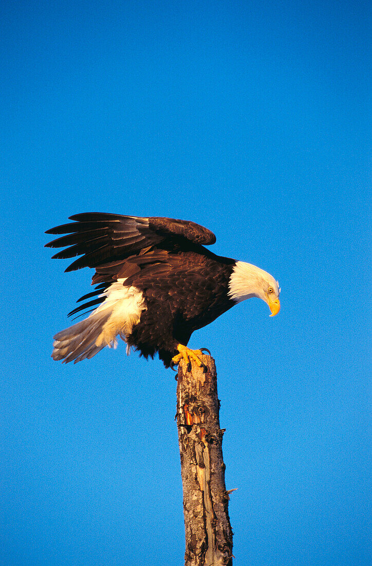 Bald Eagle (Haliaeetus leucocephalus)