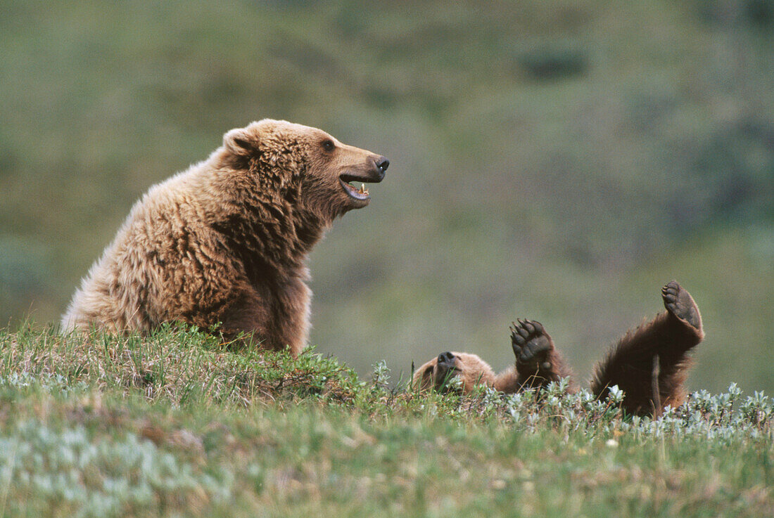 Grizzly Bears (Ursus arctos). Denali NP. Alaska. USA