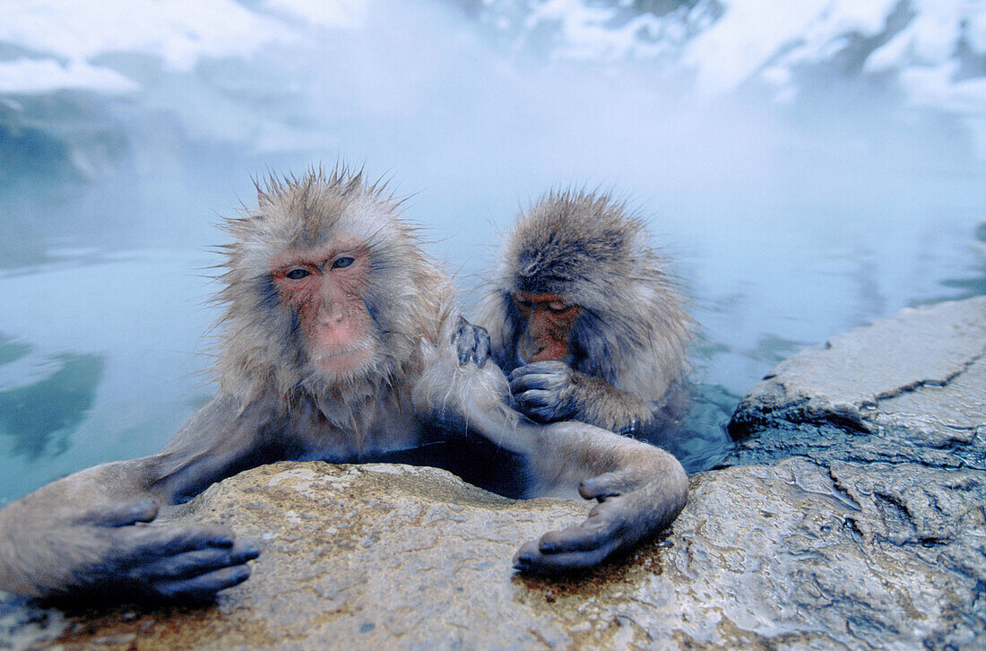 Japanese Macaques (Macaca fuscata). Jigokudani Yaien. Japan