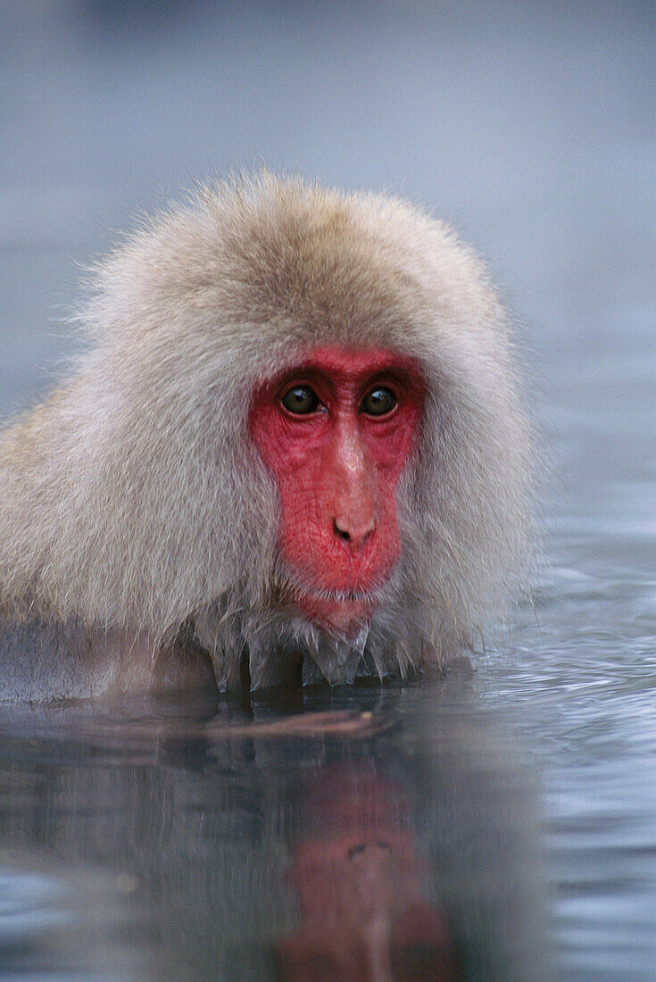 Japanese Macaque (Macaca fuscata). Jigokudani Yaien. Japan