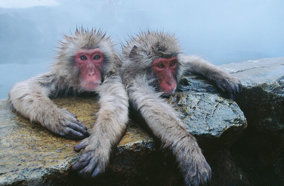 Japanese Macaques (Macaca fuscata). Jigokudani Yaien. Japan