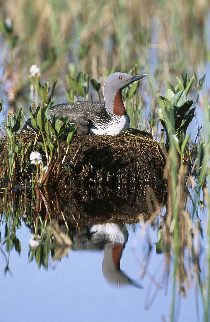Red-Throated Loon (Gavia stellata) adult and new-born chick on a mud nest in a bog in the Alaska Range. Alaska, USA 