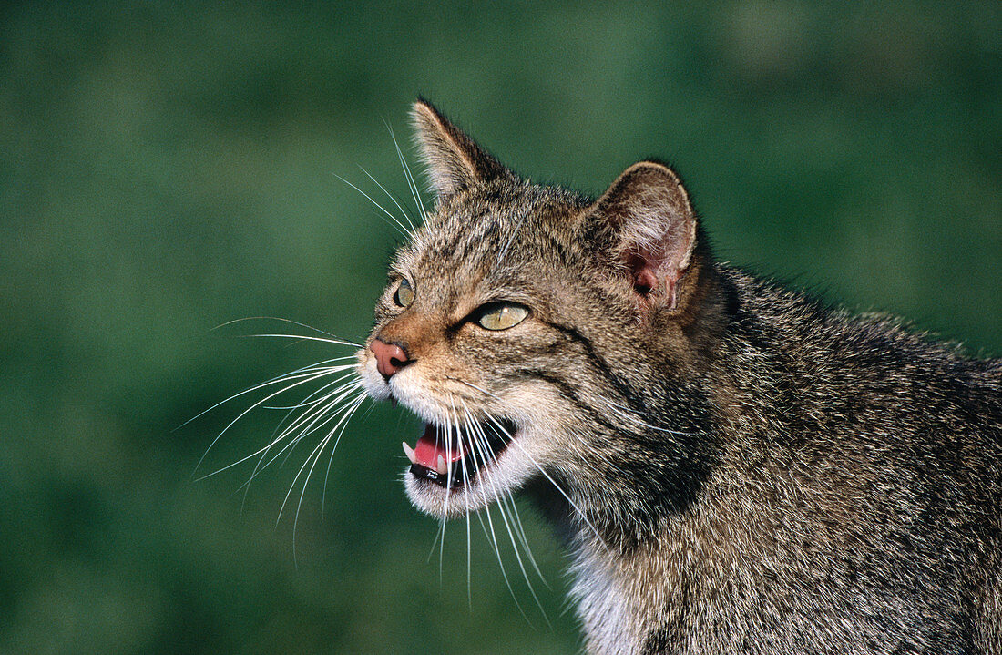 Wildcat (Felis silvestris). England