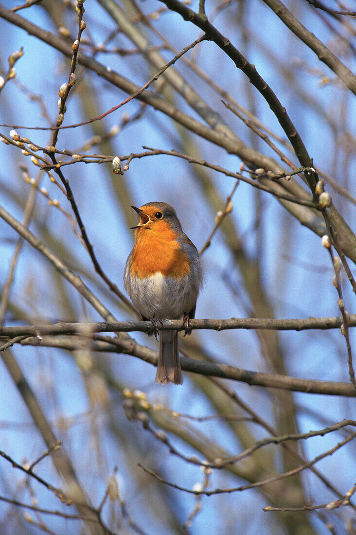 European Robin (Erithacus rubecula)