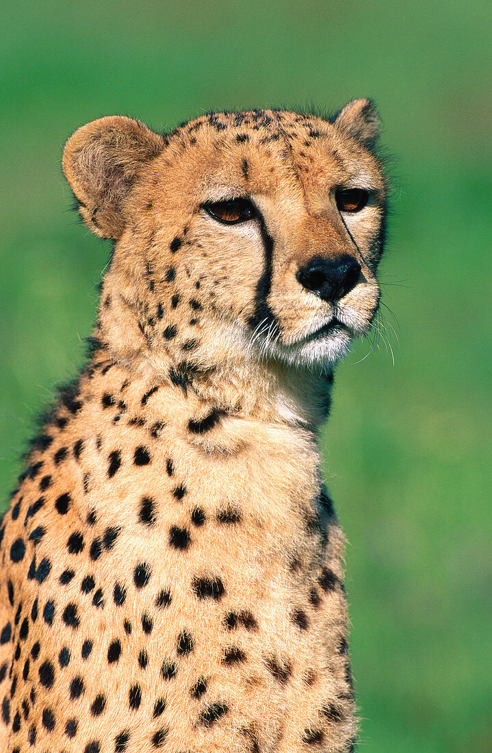 Cheetah (Acinonyx jubatus)