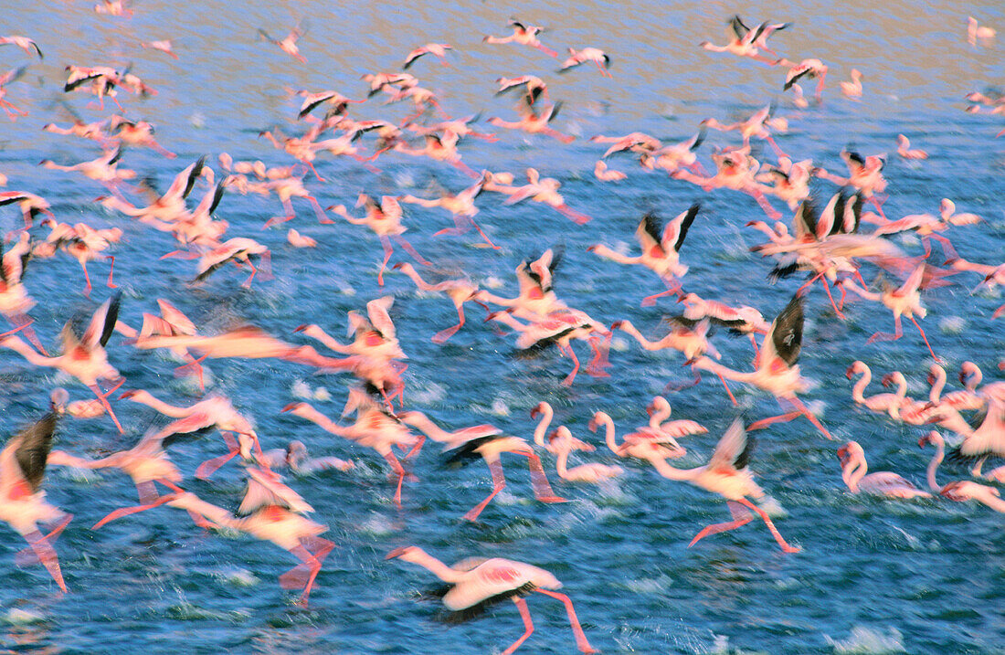 Lesser Flamingoes (Phoeniconaias minor). Lake Bogoria. Kenya