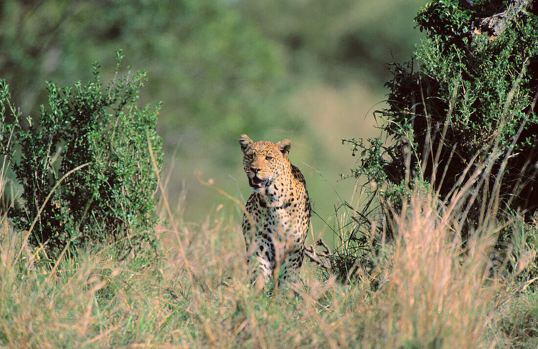 Leopard (Panthera pardus). Masai Mara natural reserve. Kenya