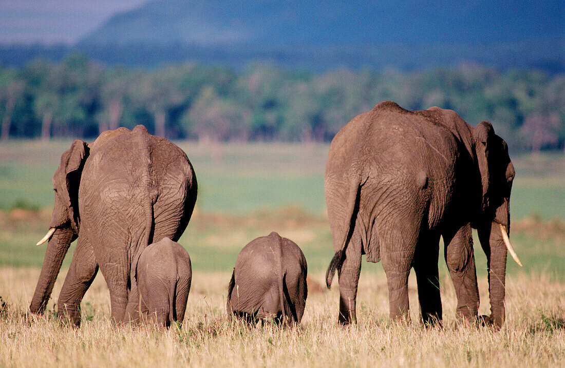 African Elephants (Loxodonta africana). Kenya