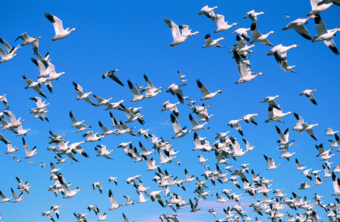 Snow Geese in flight. New Mexico. USA