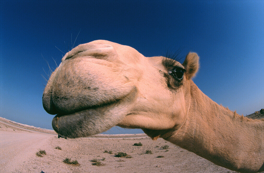 Camel (Camelus dromedarius). Bahrain