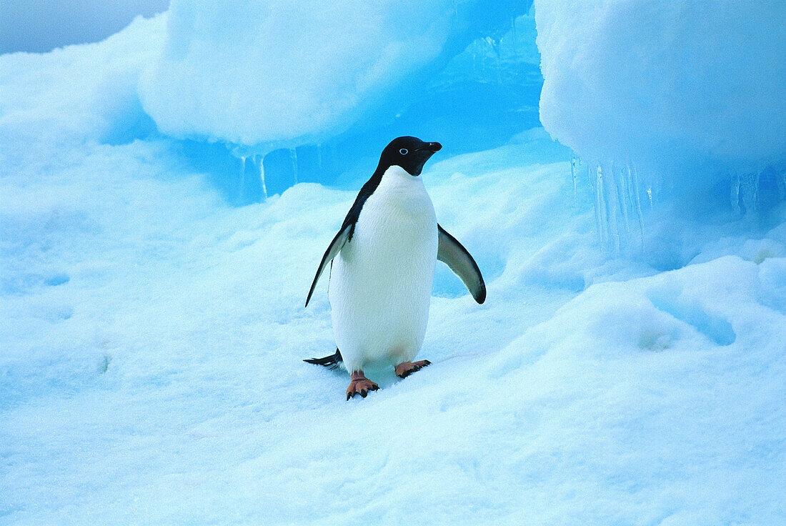 Adelie Penguin (Pygoscelis adeliae). Antarctica