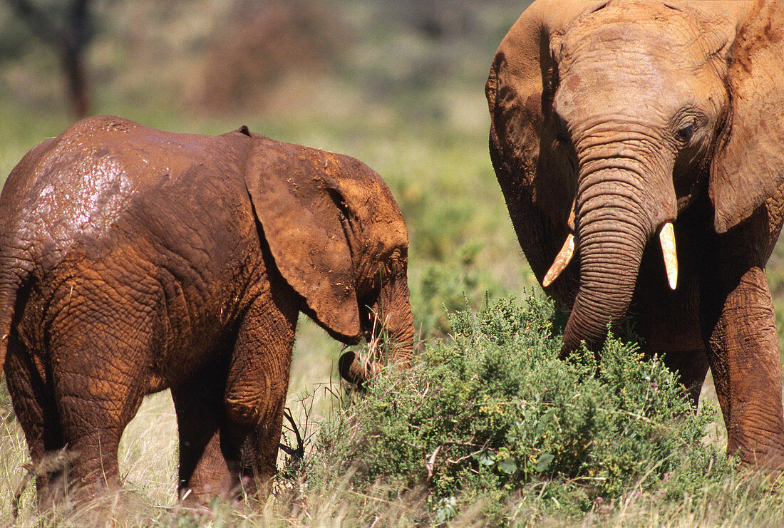 African Elephant and young. Samburu Game Reserve. Kenya