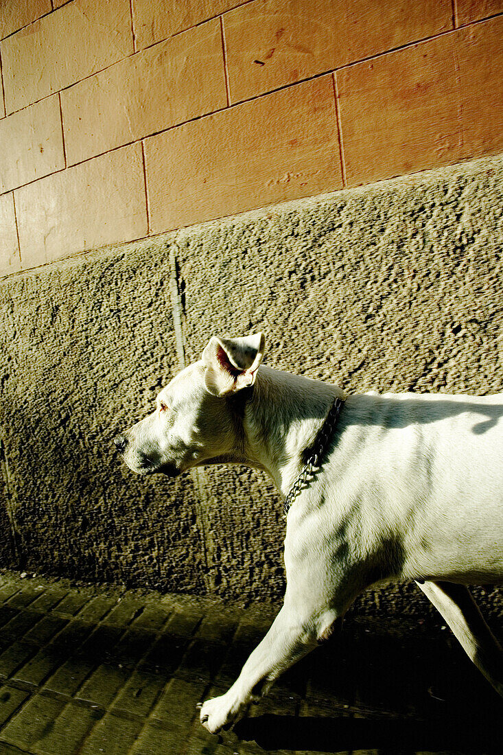 Dog in the street, Barcelona, Spain