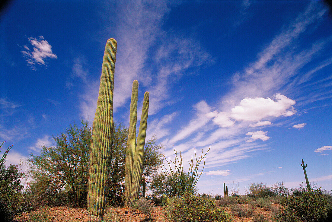Desert vegetation. Casa Grande. Arizona. USA