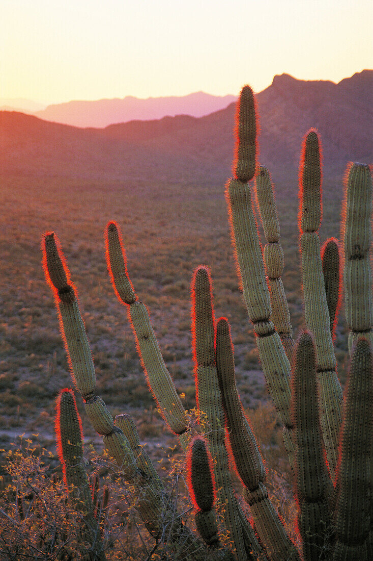 Organ-Pipe cactus. Organ Pipe Cactus National Monument. Arizona. USA