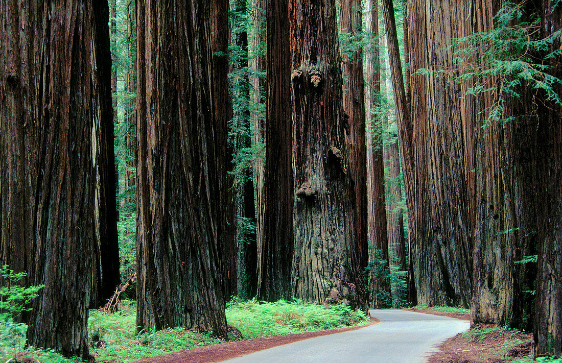 Scenic road through Redwood National Park. California. USA