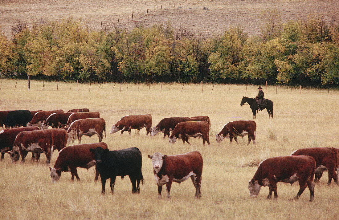 Cattle roundup at Douglas Lake Ranch. British Columbia, Canada