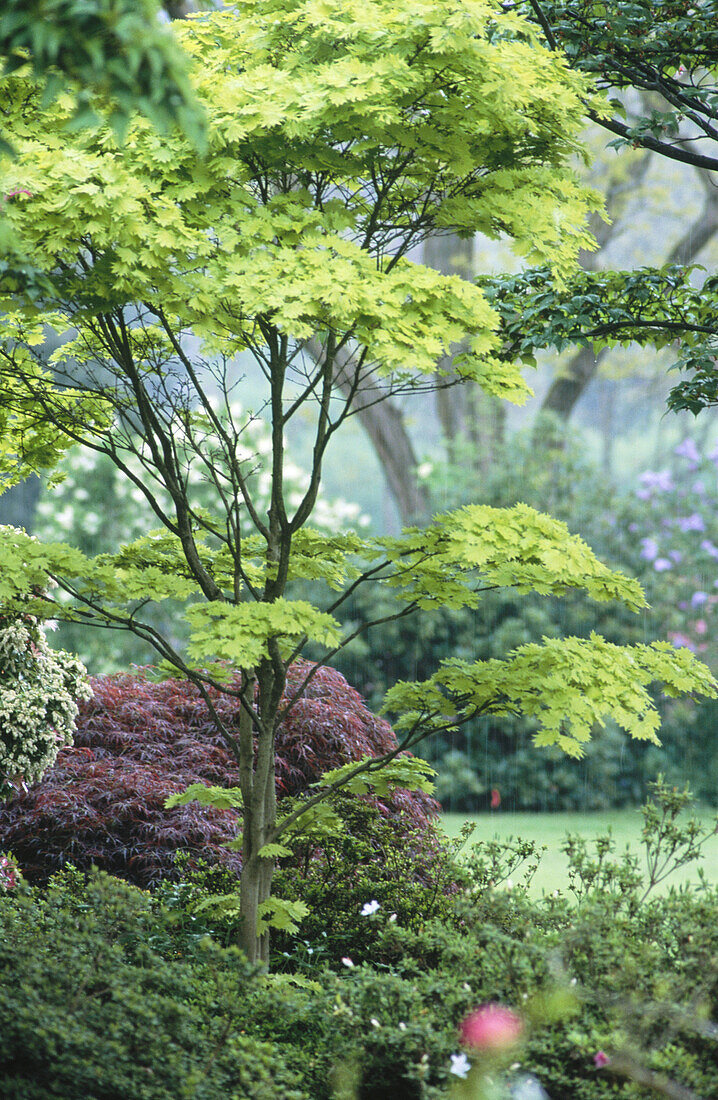 Canada, British Columbia, Vancouver. Van Dusen botanical garden. Fullmoon maple tree (Acer sp.)
