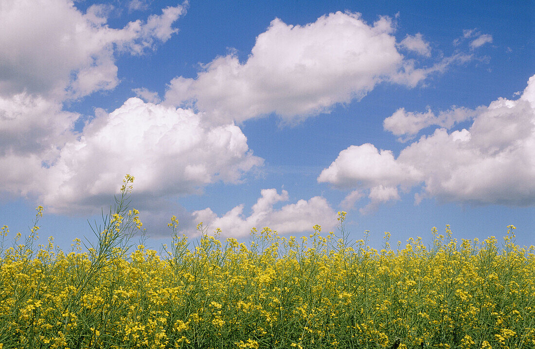 Canada, Alberta, Edmonton. Bright yellow canola flowers, blue sky and puffy clouds.