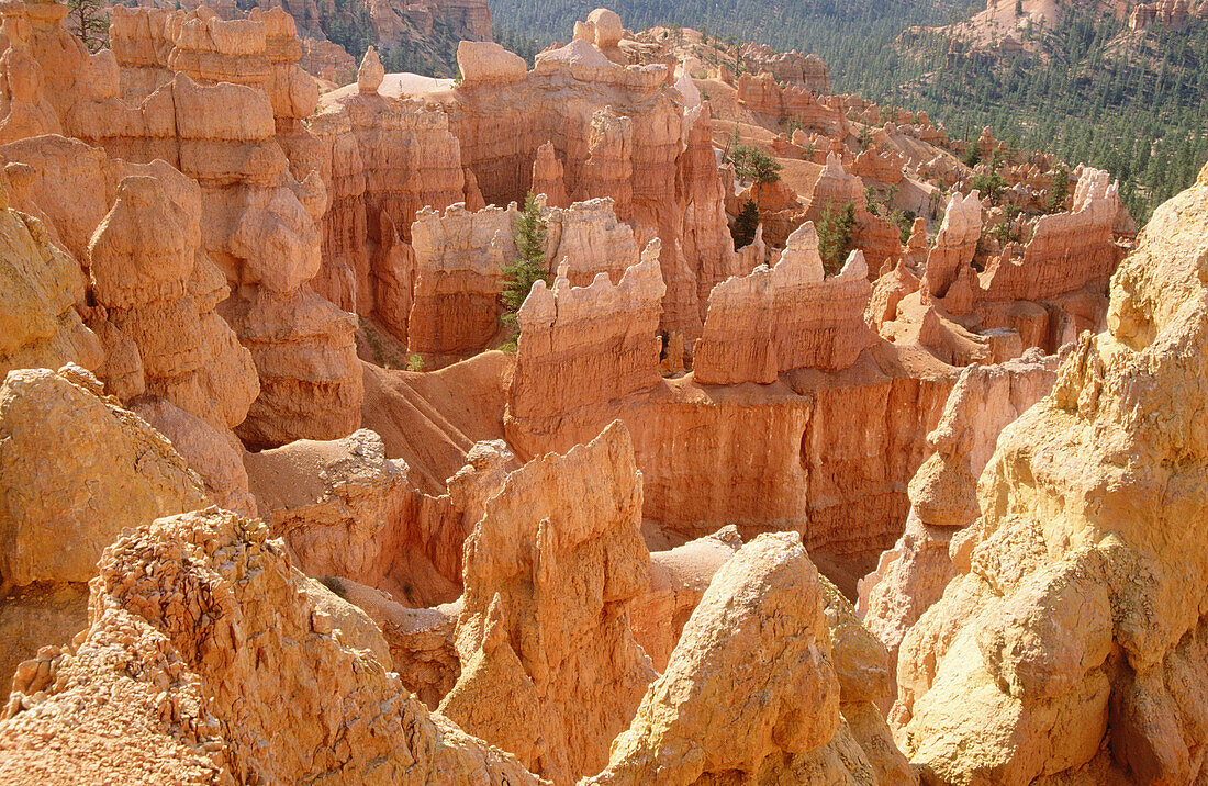 USA, Utah, Panguitch. Bryce Canyon sandstone formations viewed from trail in the Bryce amphitheater.