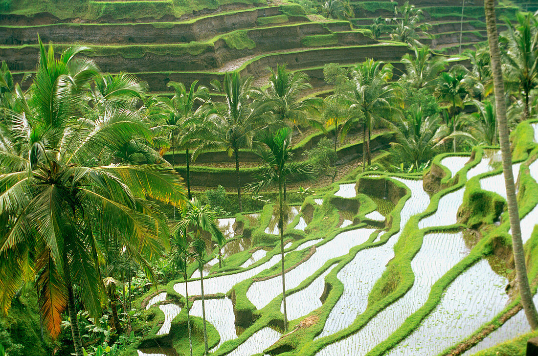 Rice terrace. Bali. Indonesia