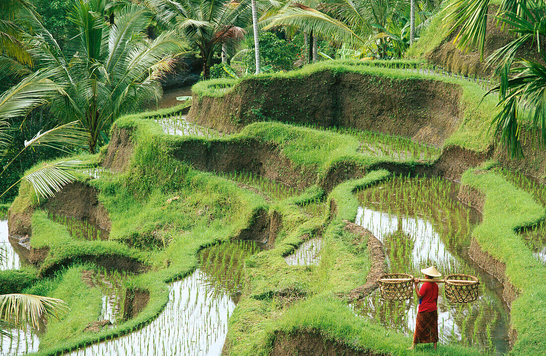 Rice terrace in Bali. Indonesia