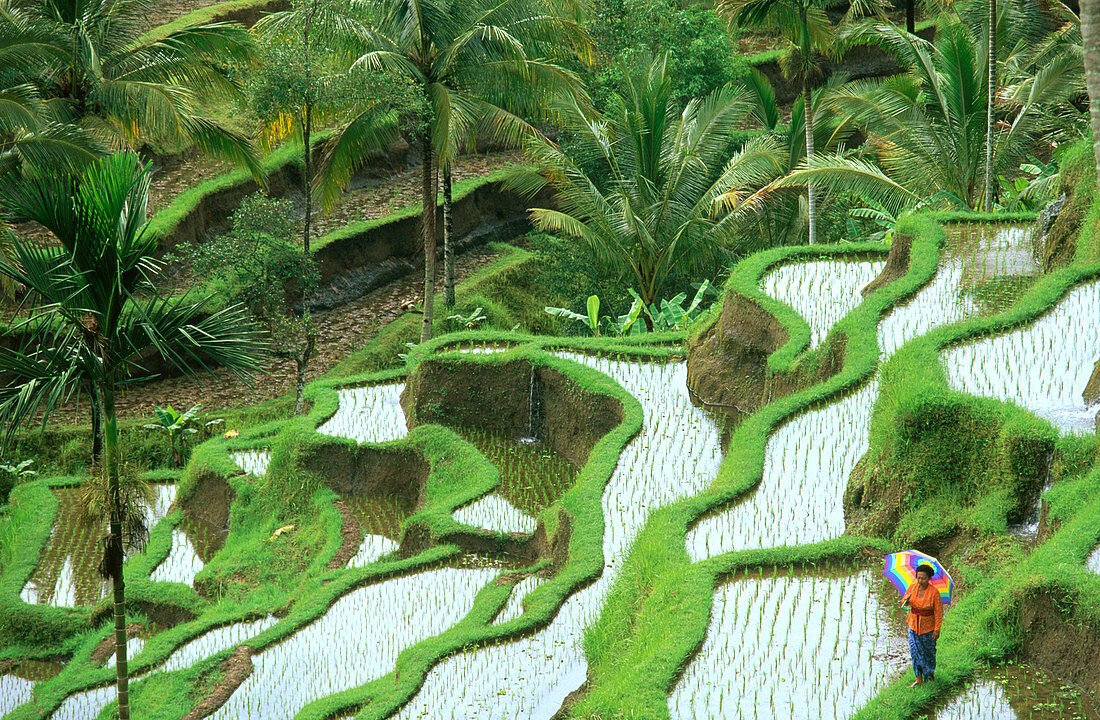 Rice terrace in Bali. Indonesia