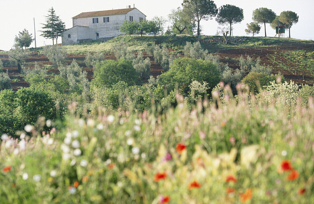 Farmhouse. Massa Marittima. Tuscany. Italy