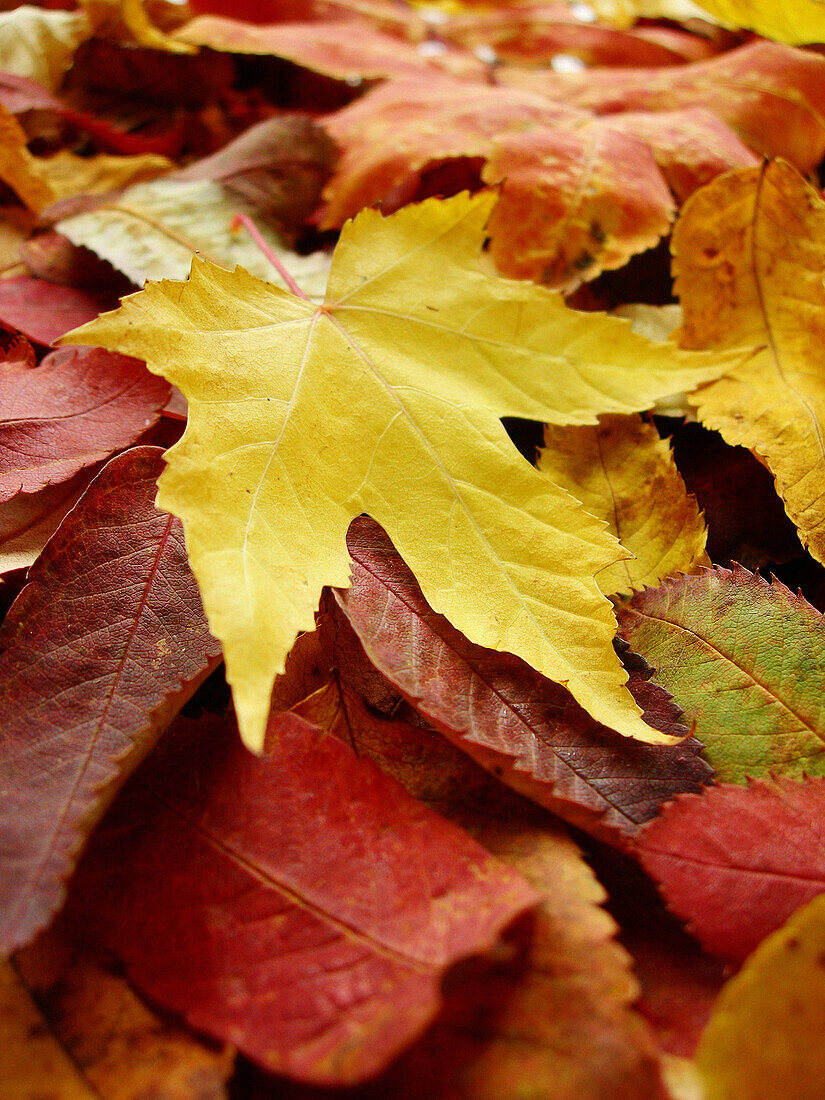 Fallen autumn leaves