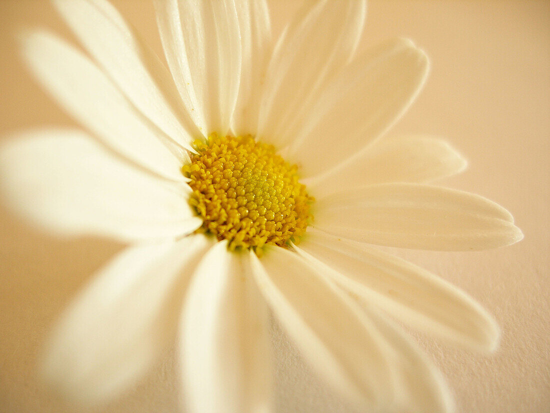 Daisy