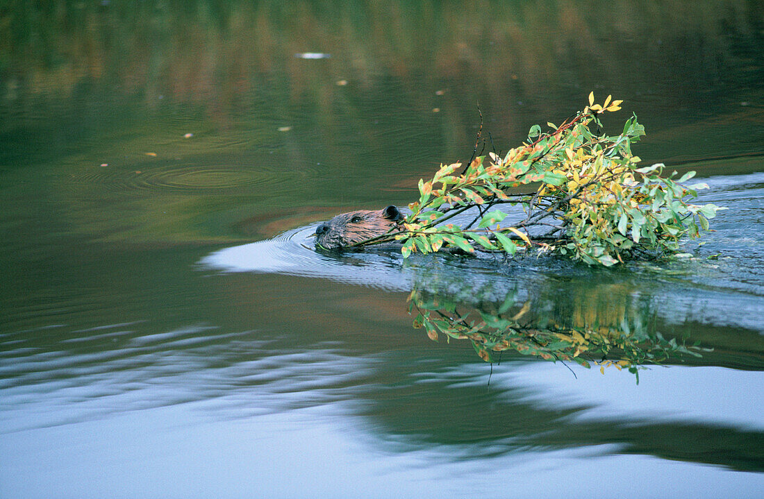 Beaver (Castor canadensis). Denali NP. Alaska. USA