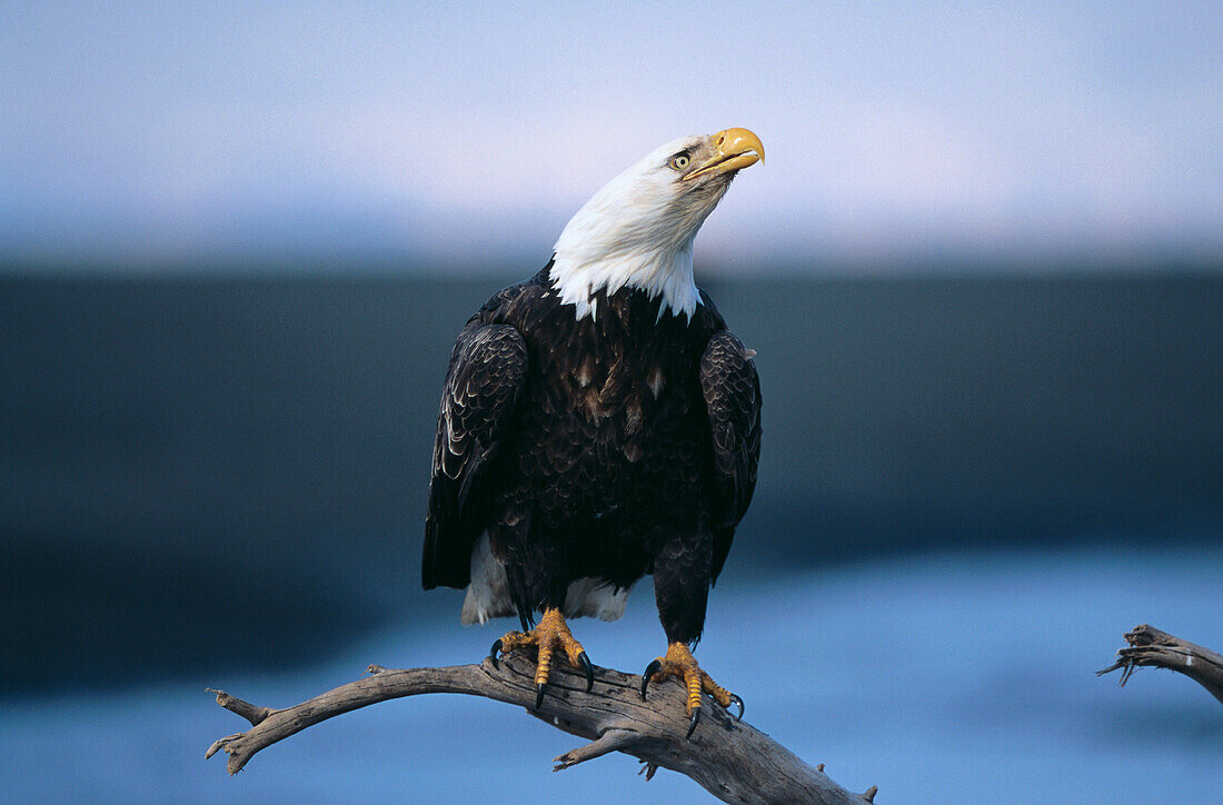 Bald Eagle (Haliaeetus leucocephalus)