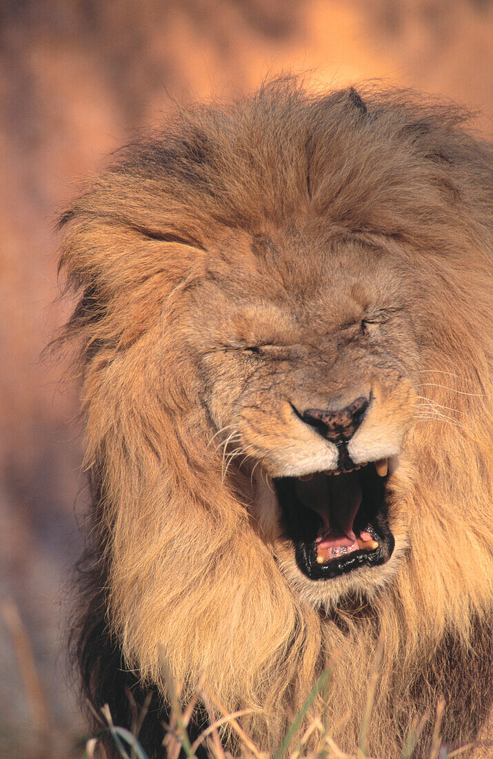 Lion (Panthera leo). Kruger NP. South Africa